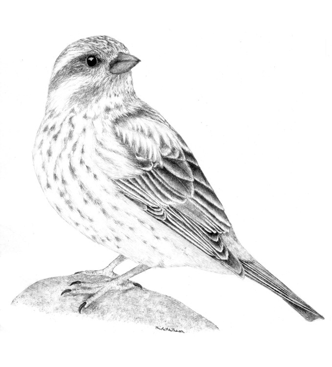 Finch Drawing at Explore collection of Finch Drawing