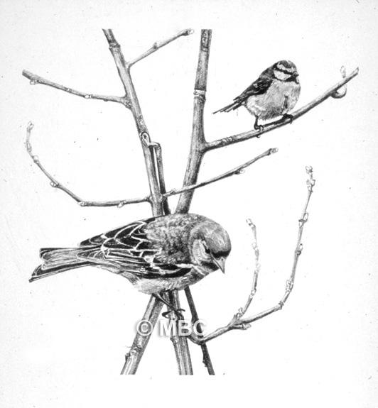 532x575 bird - Finch Drawing