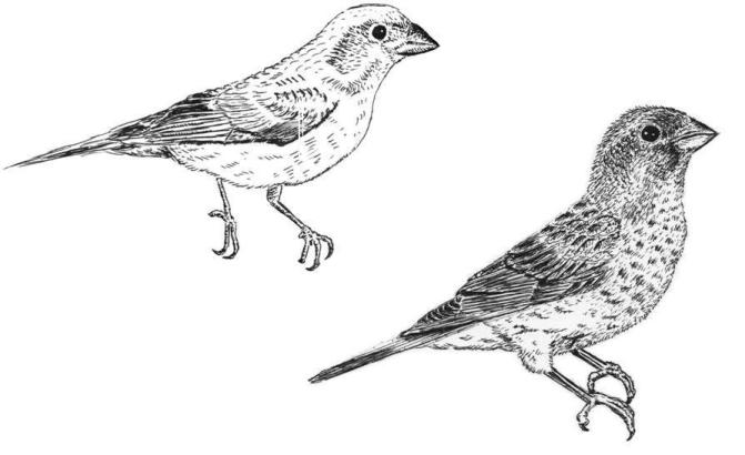 671x410 chuck does art two purple finches - Finch Drawing