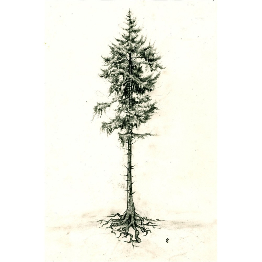 Fir Tree Drawing at Explore collection of Fir Tree