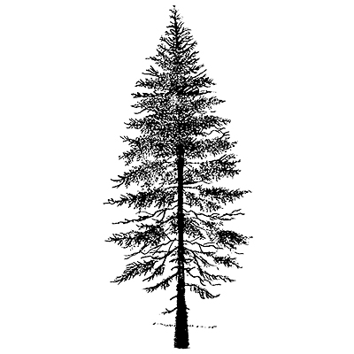 400x400 Lavinia Stamp - Fir Tree Drawing