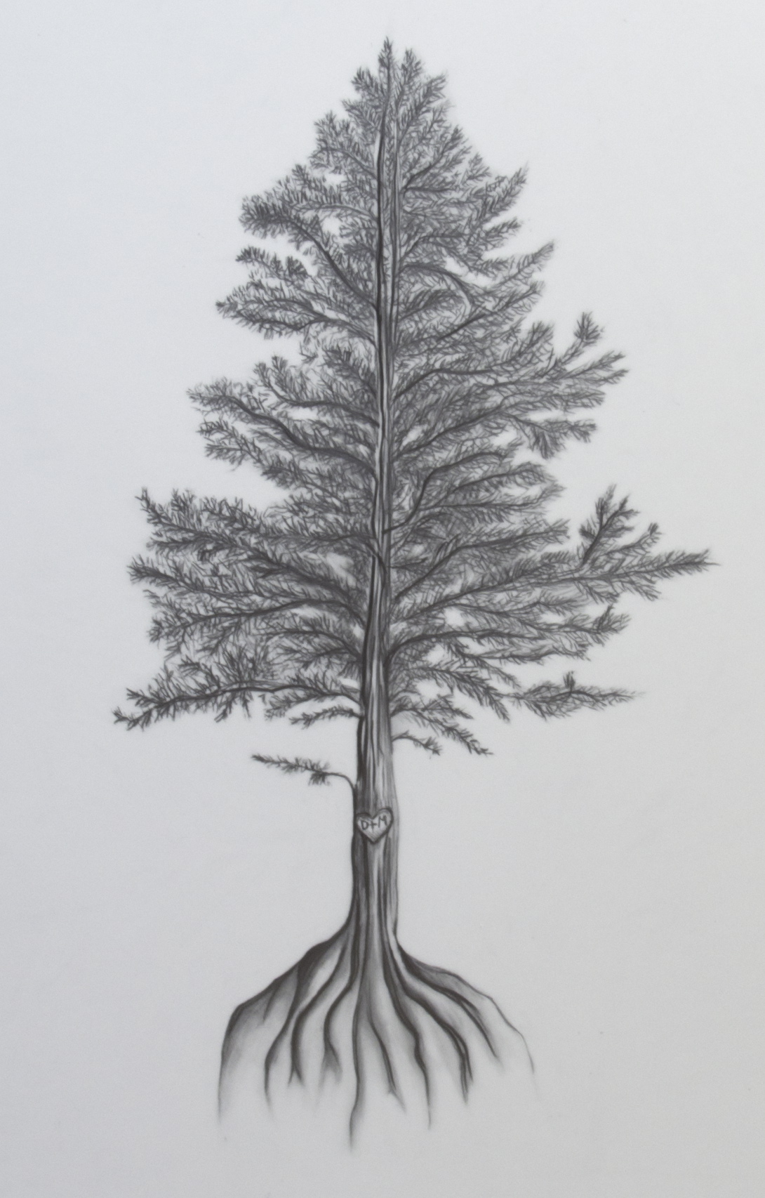 Fir Tree Drawing at Explore collection of Fir Tree