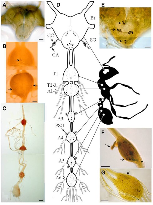 490x655 Diagram Of The Central Nervous System Of The Fire Ant Adult - Fire Ant Drawing