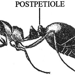241x241 Drawing Of Worker Of Imported Fire Ant, Solenopsis Richteri Typi - Fire Ant Drawing