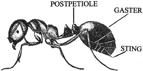 480x241 Drawing Of Worker Of Imported Fire Ant, Solenopsis Richteri Typi - Fire Ant Drawing