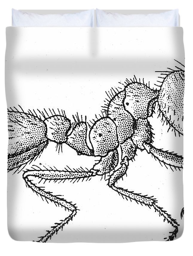 645x853 Fire Ant Duvet Covers Fine Art America - Fire Ant Drawing