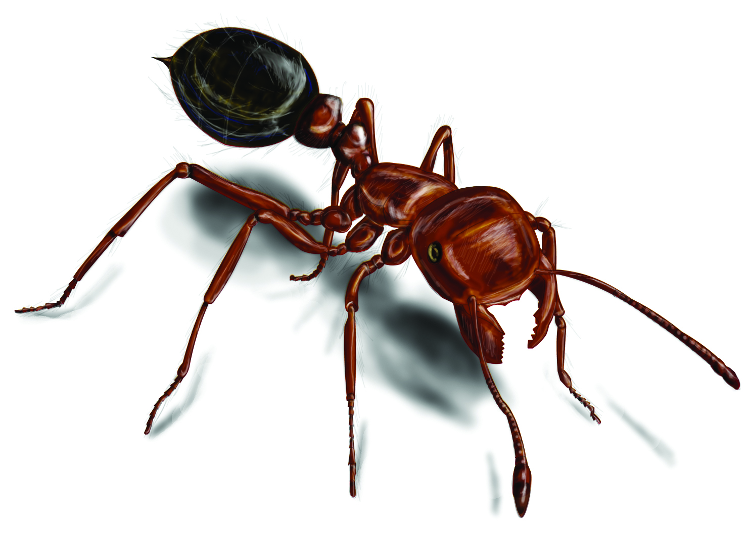 1480x1062 Fire Ants - Fire Ant Drawing