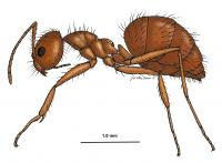 200x147 Invasive Crazy Ants Are Displacing Fire Ants In Areas Throughout - Fire Ant Drawing
