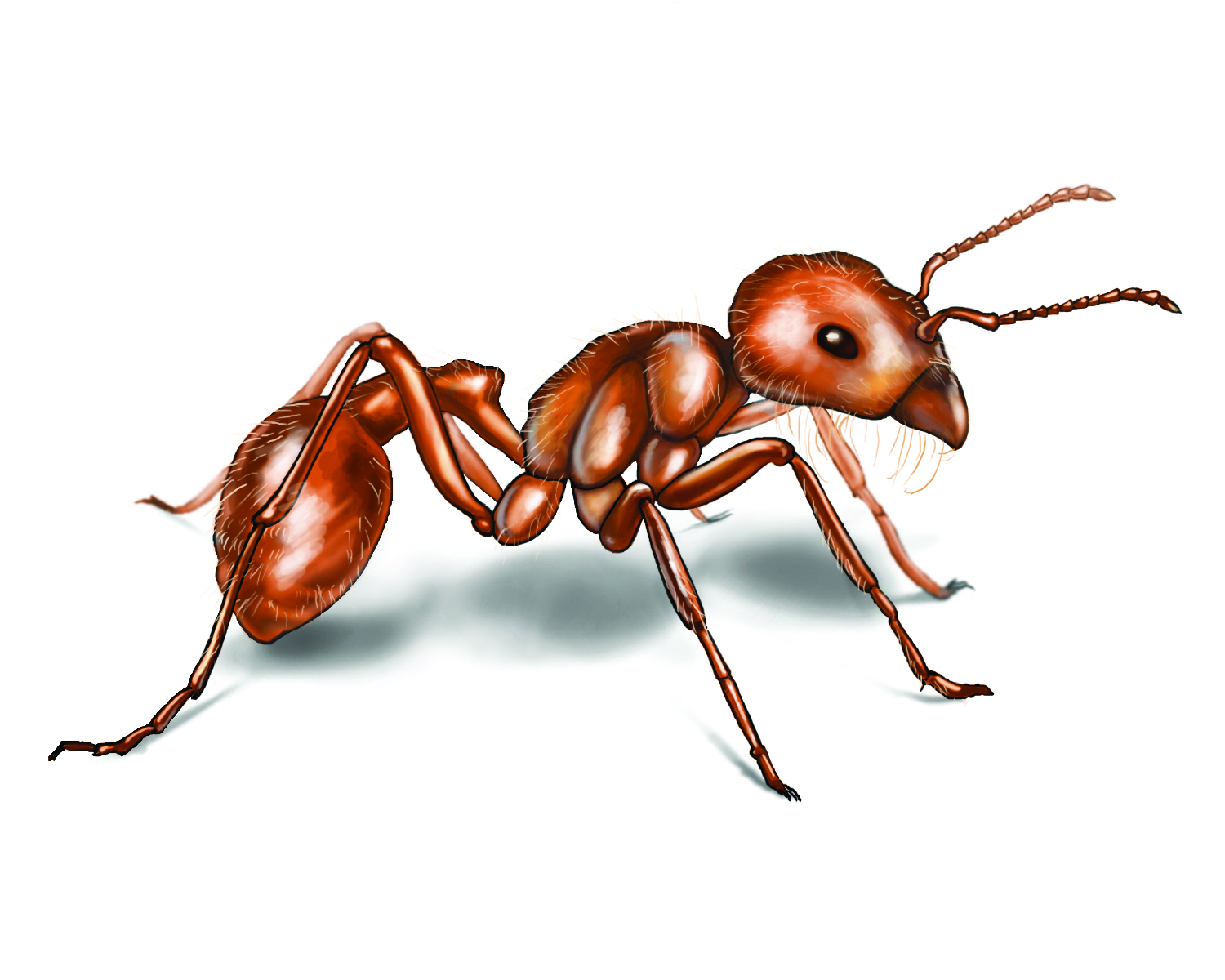1500x1200 Red Ant Drawing - Fire Ant Drawing