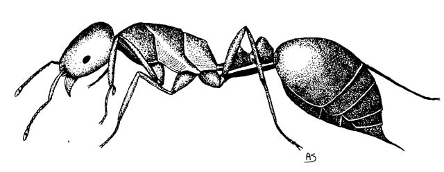 640x248 Riverside County Farm Bureau - Fire Ant Drawing