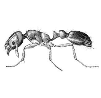 Fire Ant Drawing at PaintingValley.com | Explore collection of Fire Ant ...