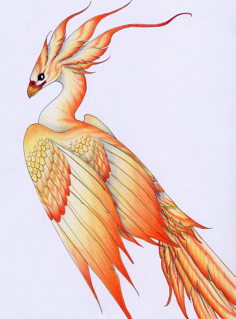 770x1038 Firebird - Firebird Drawing