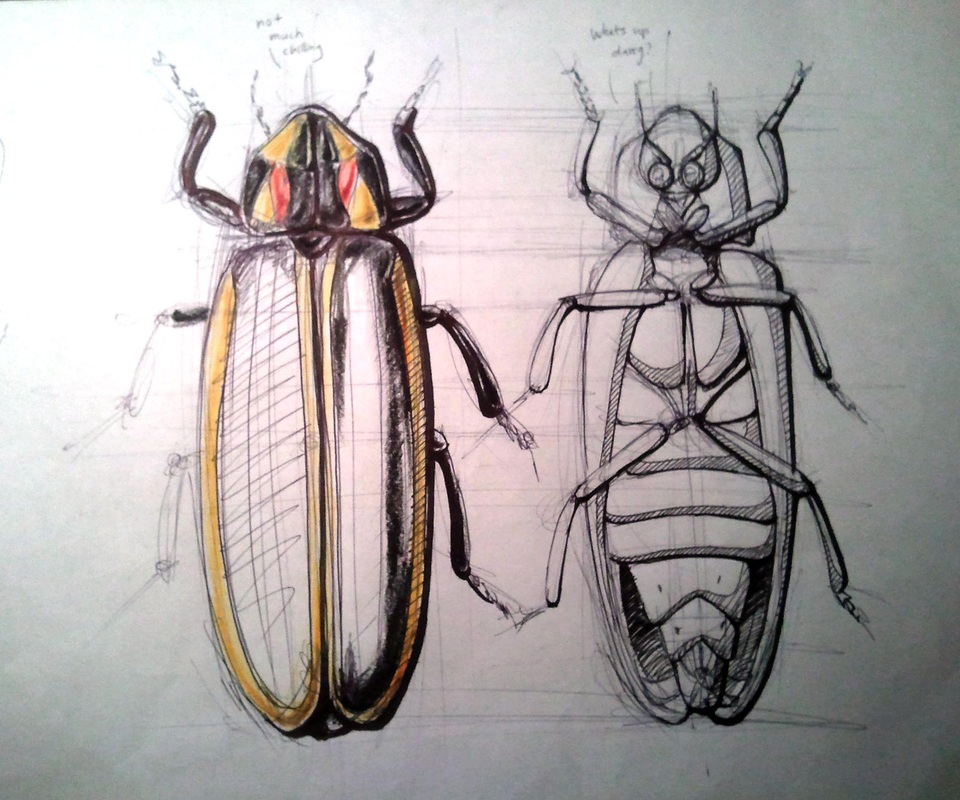 960x800 Insect Firefly - Firefly Drawing