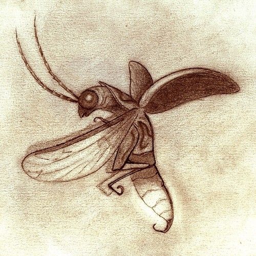 500x500 Firefly Drawing - Firefly Drawing
