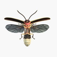 236x236 Firefly Insect Scientific Illustration - Firefly Drawing