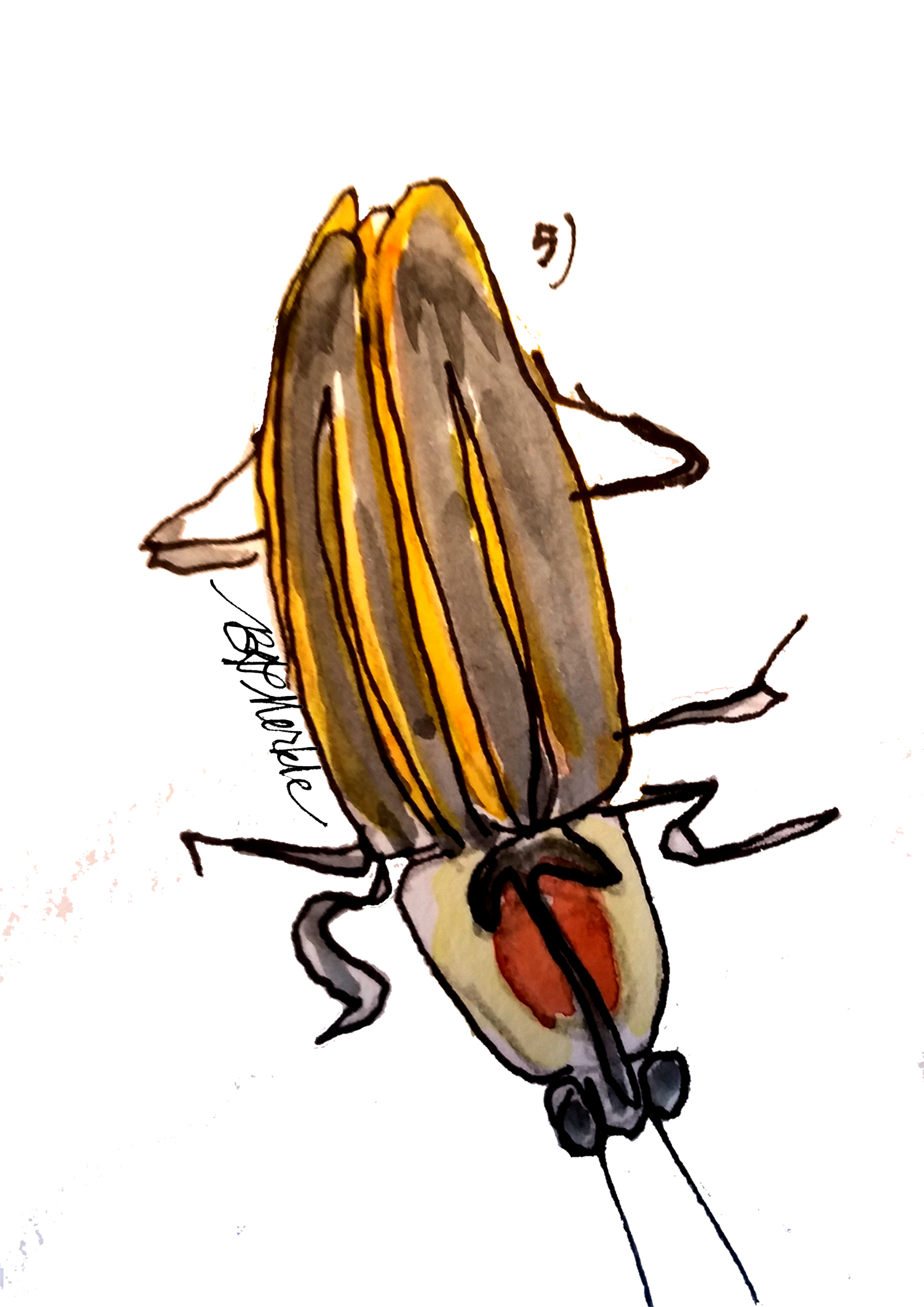 1500x2122 Drawn To The West An Insect Observation B G - Firefly Insect Drawing