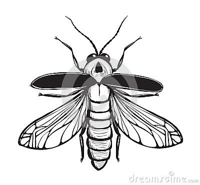 400x371 Firefly Insect Black Inky Drawing Stock Vector - Firefly Insect Drawing