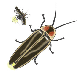276x268 Firefly - Firefly Insect Drawing