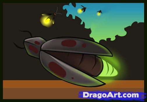 505x351 How To Draw A Firefly, Step - Firefly Insect Drawing