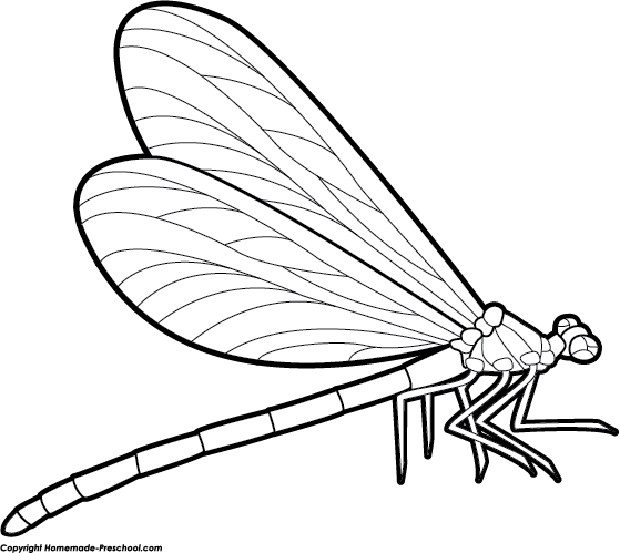 559x499 Dragonfly Firefly Transparent Png Clipart Free Download - Firefly Insect Drawing