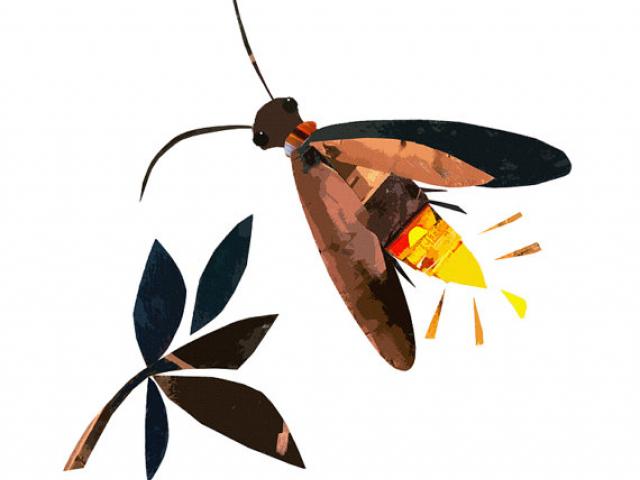 640x480 Drawn Bug Firefly - Firefly Insect Drawing