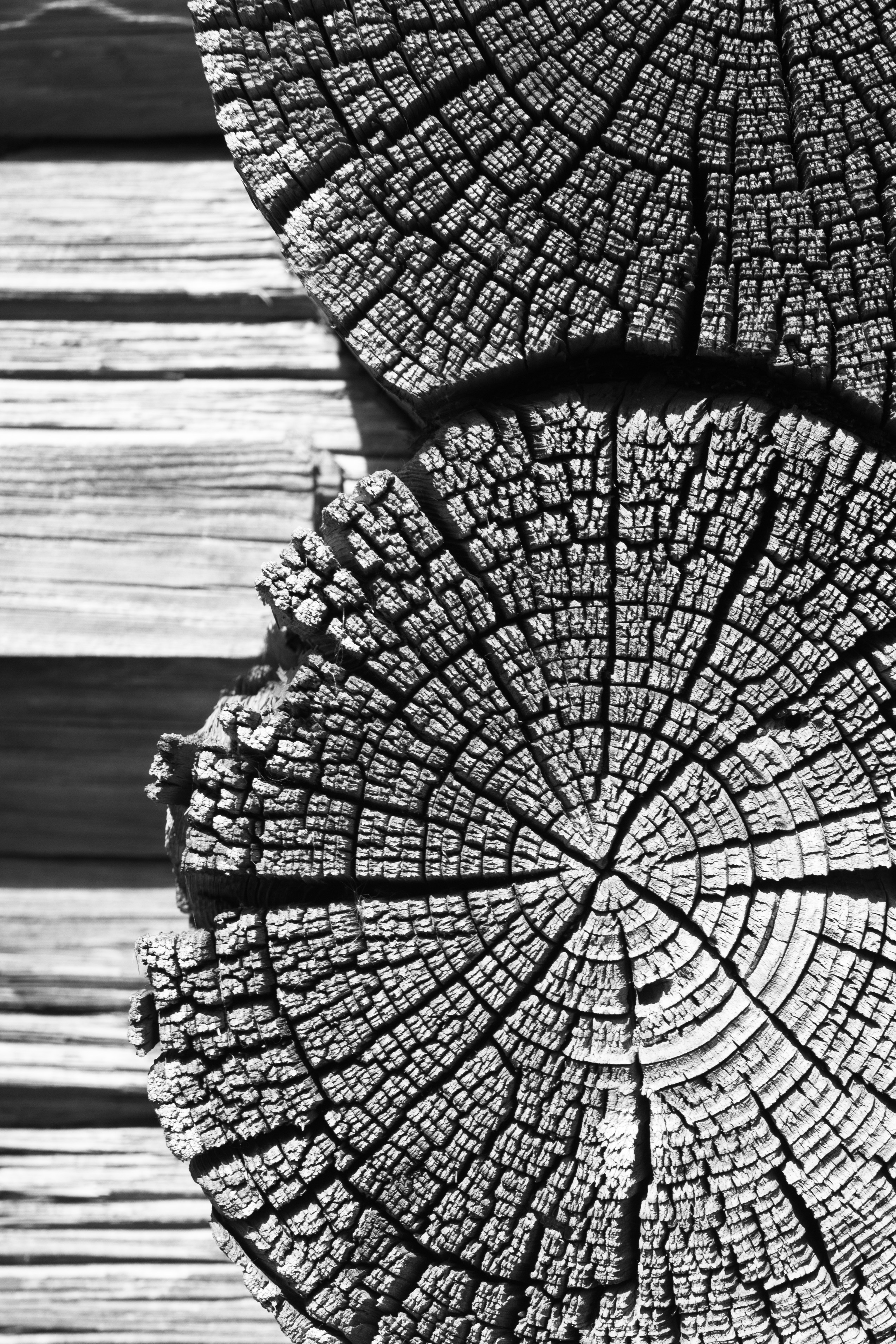 2550x3825 Free Images Nature, Black And White, Leaf, Village, Environment - Firewood Drawing