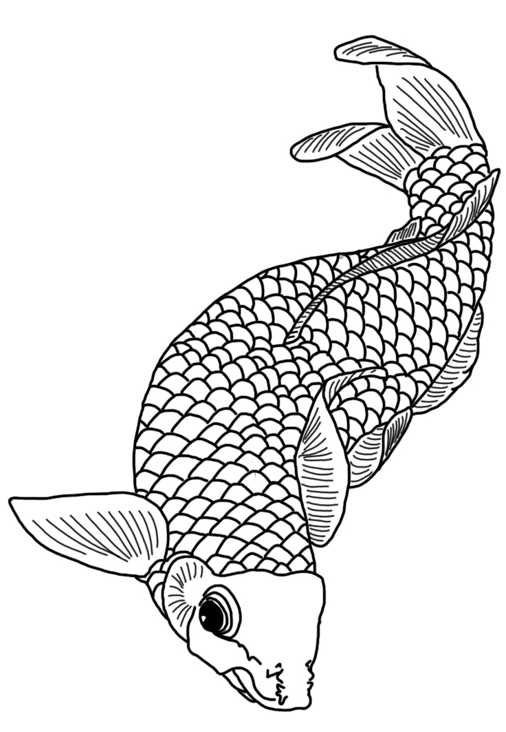 736x1063 Colorful Koi Fish Drawings - Fish Black And White Drawing
