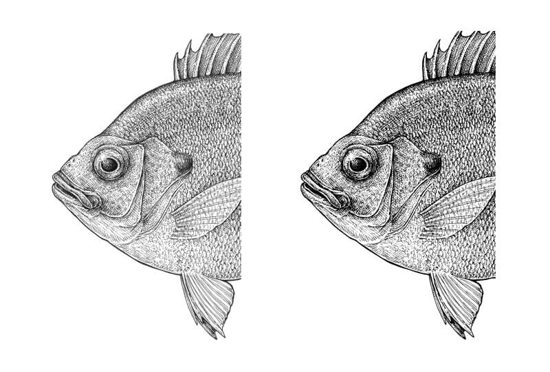 800x542 Draw A Fish Pen And Ink Drawing With Digital Painting - Fish Black And White Drawing