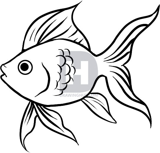 542x519 How To Draw A Goldfish, Step - Fish Black And White Drawing
