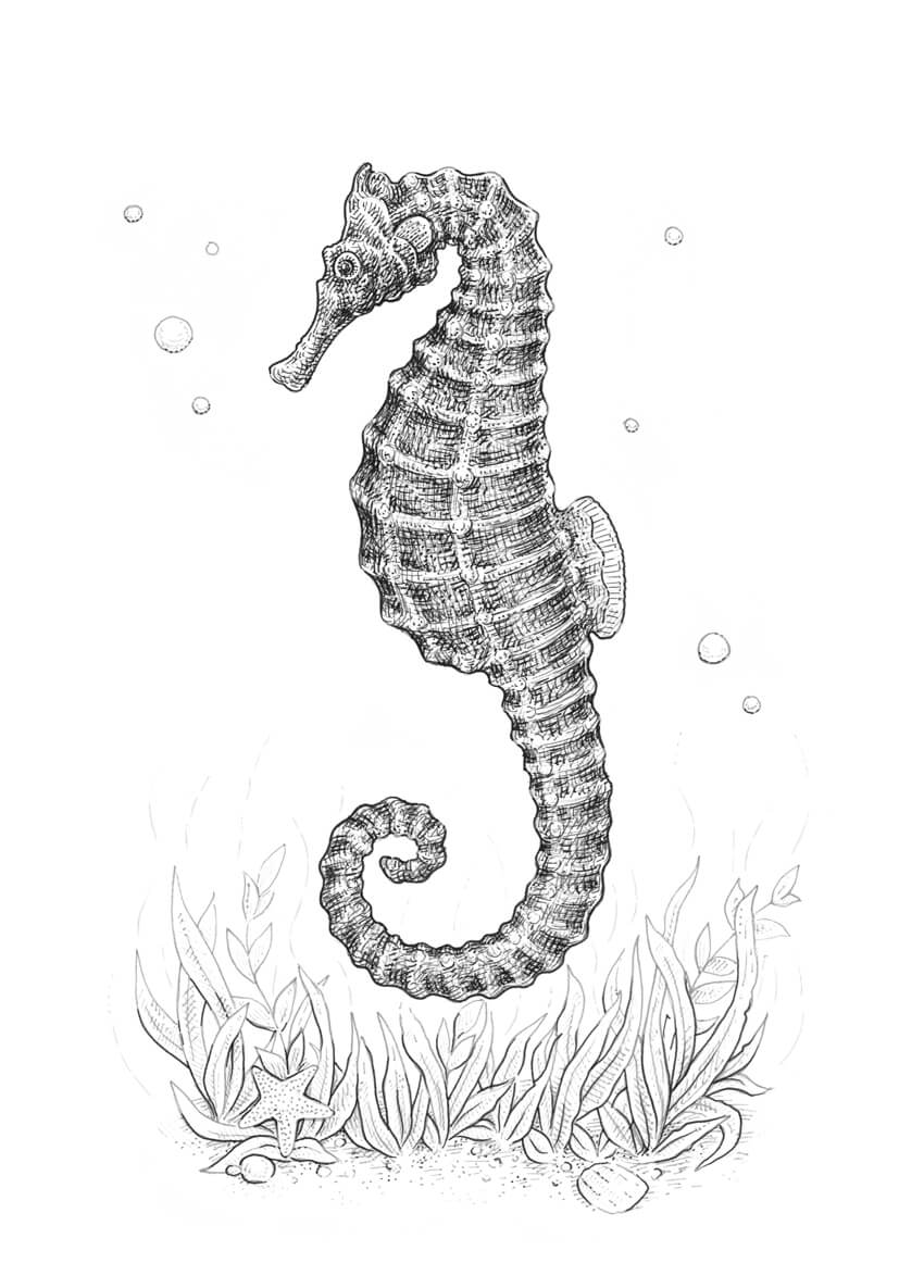 850x1185 How To Draw A Seahorse With Black And Grey Ink Liners - Fish Black And White Drawing
