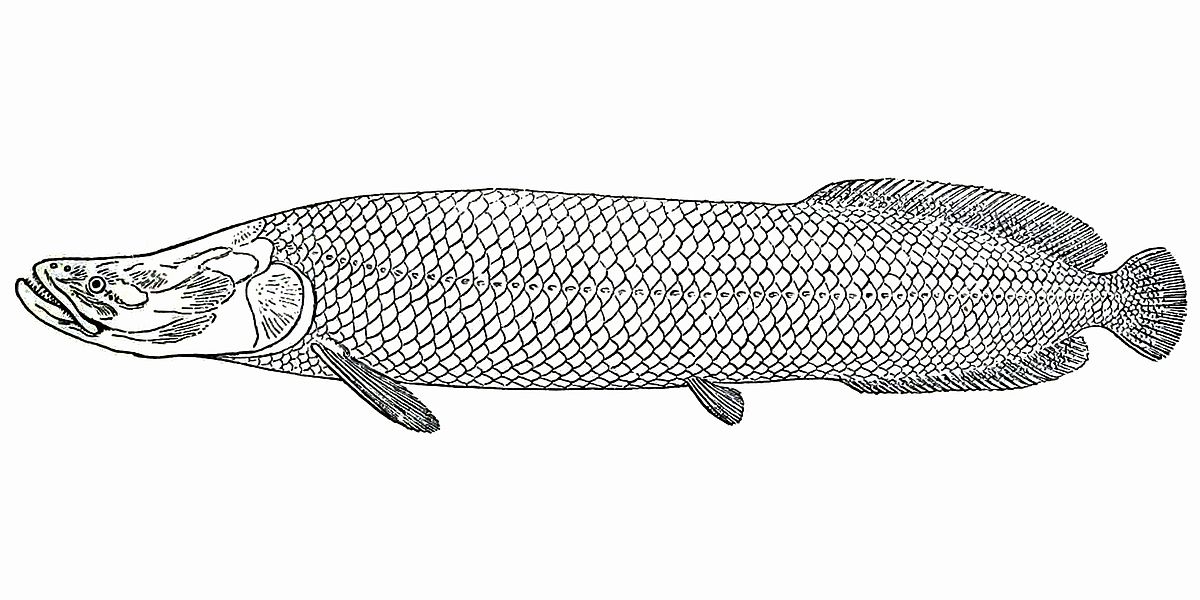 1200x600 Arapaima - Fish Black And White Drawing
