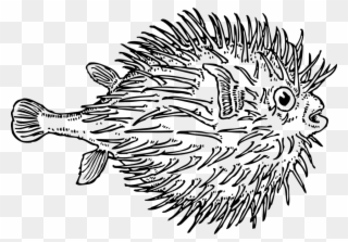 320x223 Puffer Fish Clipart - Fish Black And White Drawing