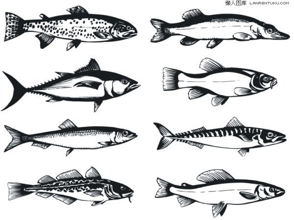 600x449 Real Fish In Black And White Drawings Graphics Collection My - Fish Black And White Drawing