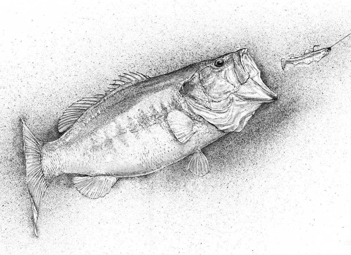1168x850 Black And White Drawing Of Largemouth Bass Bass Fishing Tips - Fish Black And White Drawing