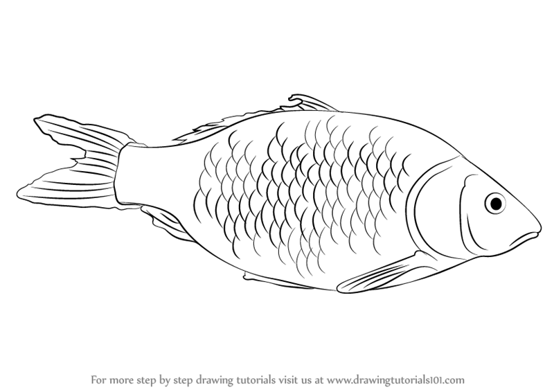 800x566 Learn How To Draw A Fish - Fish Drawing