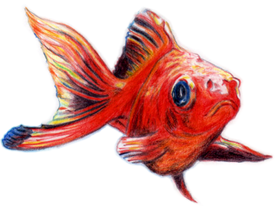 400x300 Goldfish Colour Pencil Drawing - Fish Drawing Colour