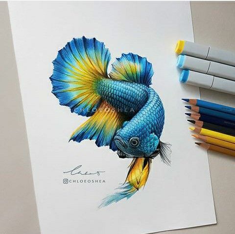 480x479 Great Drawing Fish For Watercolors Drawings, Copic Art, Art - Fish Drawing Colour