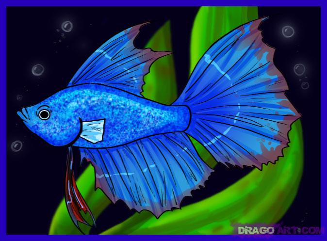 674x497 How To Draw A Betta Fish - Fish Drawing Colour