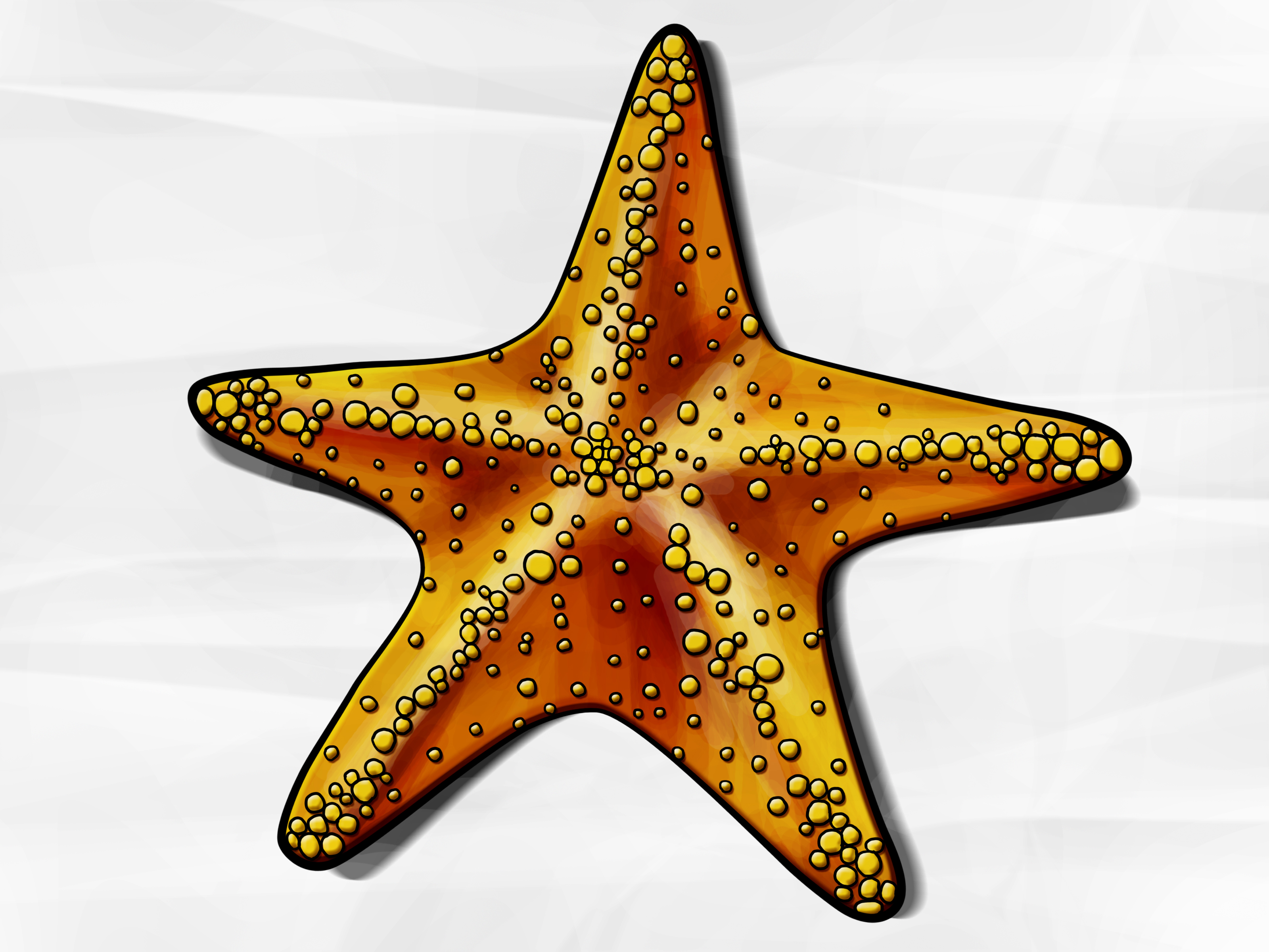 3200x2400 How To Draw A Starfish Steps - Fish Drawing Colour