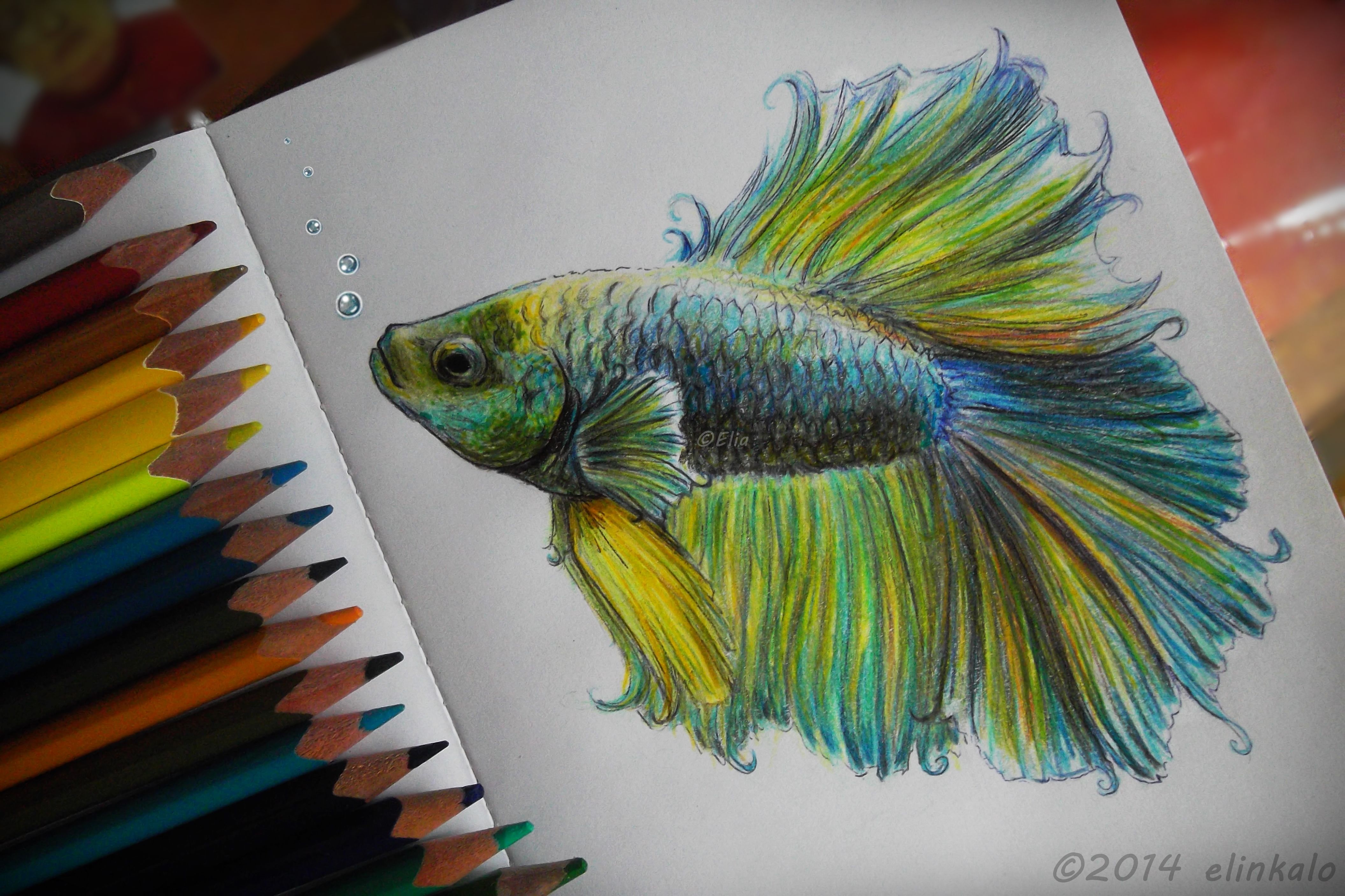 4224x2816 Beta Fish - Fish Drawing Colour
