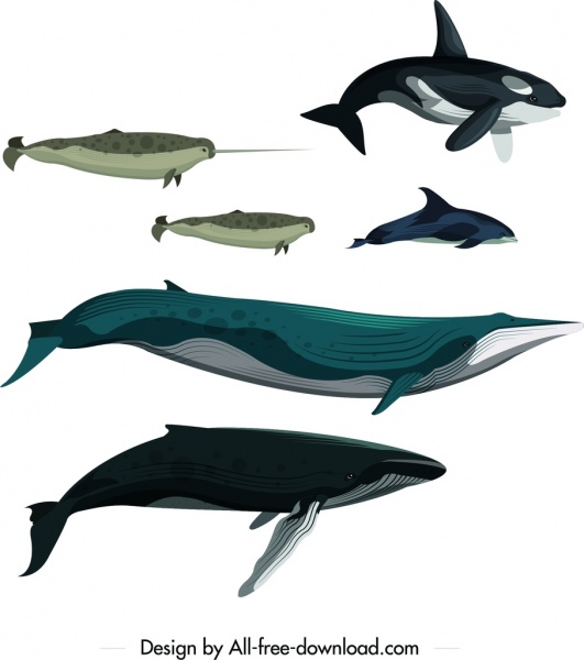 531x600 Whale Fish School Drawing Colored Cartoon Sketch Free Vector - Fish Drawing Colour