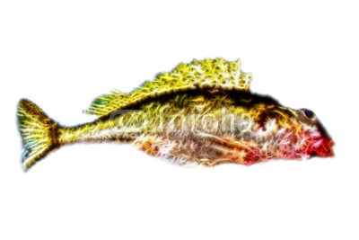 400x267 Computer Drawing, Colour Sketch Of Fish Buy Photos Ap Images - Fish Drawing Colour