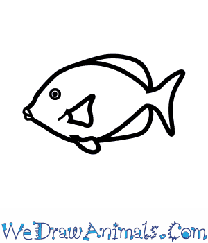 300x350 How To Draw A Blue Tang - Fish Drawing Easy