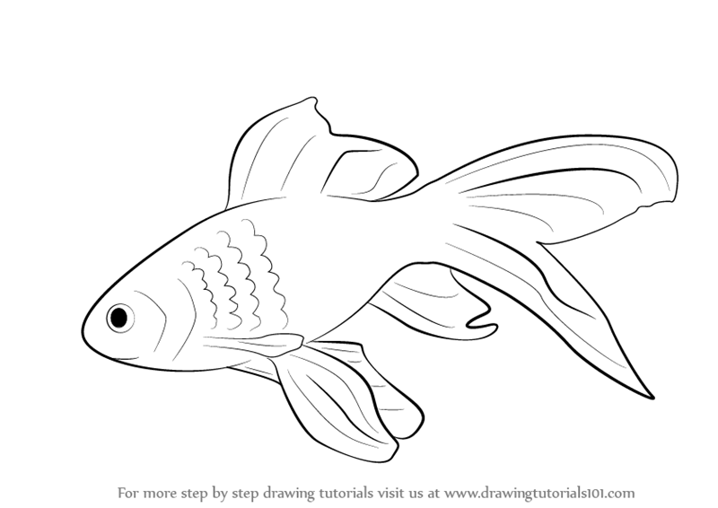 800x566 Learn How To Draw A Gold Fish - Fish Drawing Images