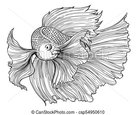 450x379 siamese fighting fish clipart vector and illustration siamese - Fish Drawing Images
