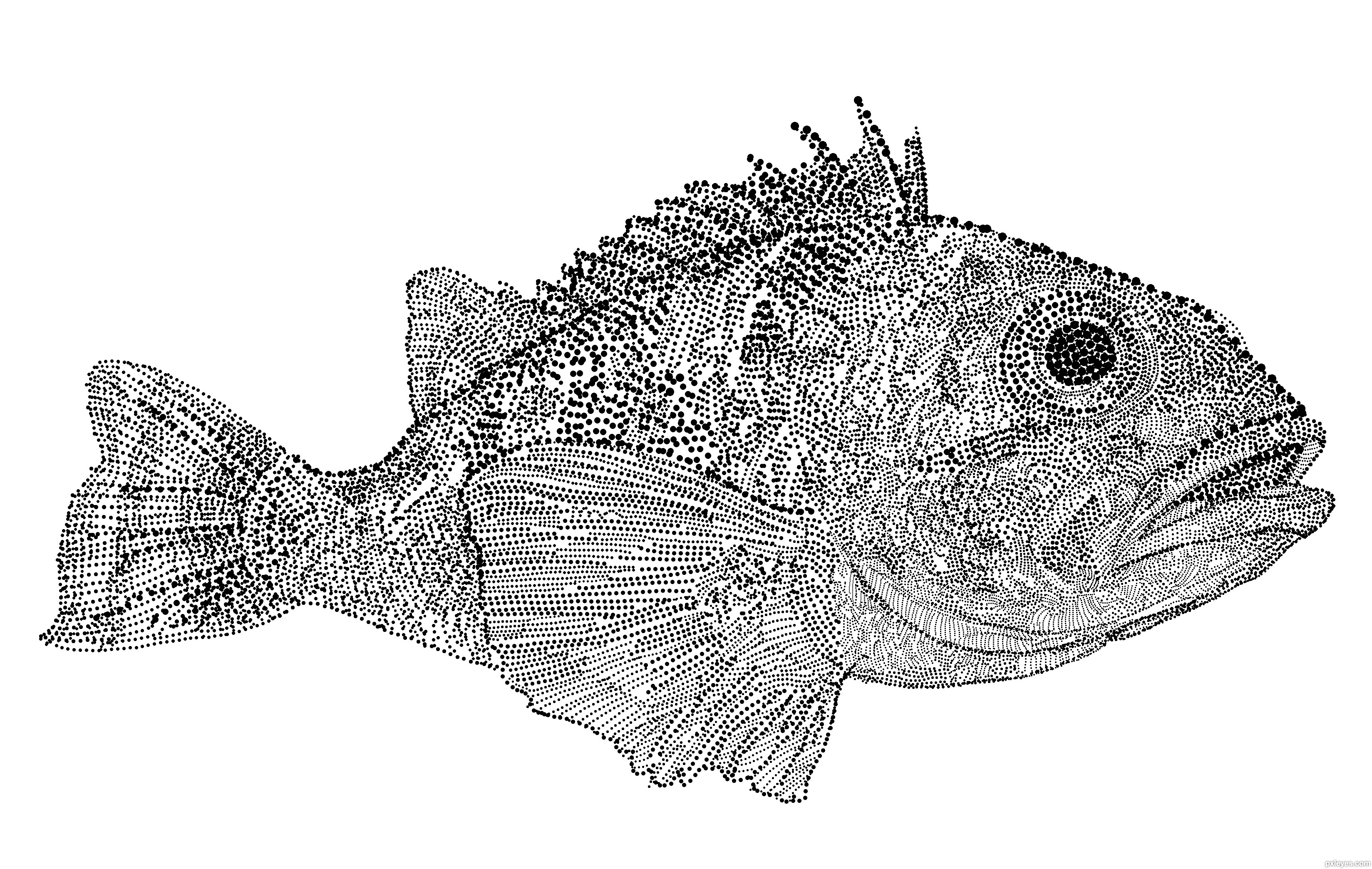 3297x2089 Fish Picture - Fish Drawing Images