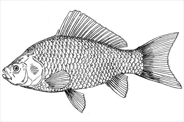 600x400 Fish Drawing Pictures Drawings Free Premium Templates Sweet - Fish Drawing Outline