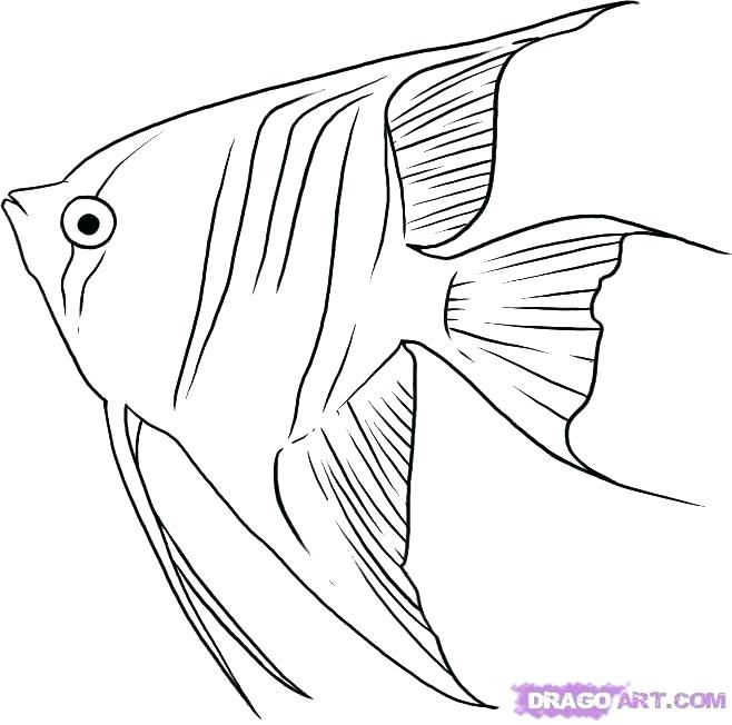 658x652 Fish With Scales Coloring - Fish Drawing Outline