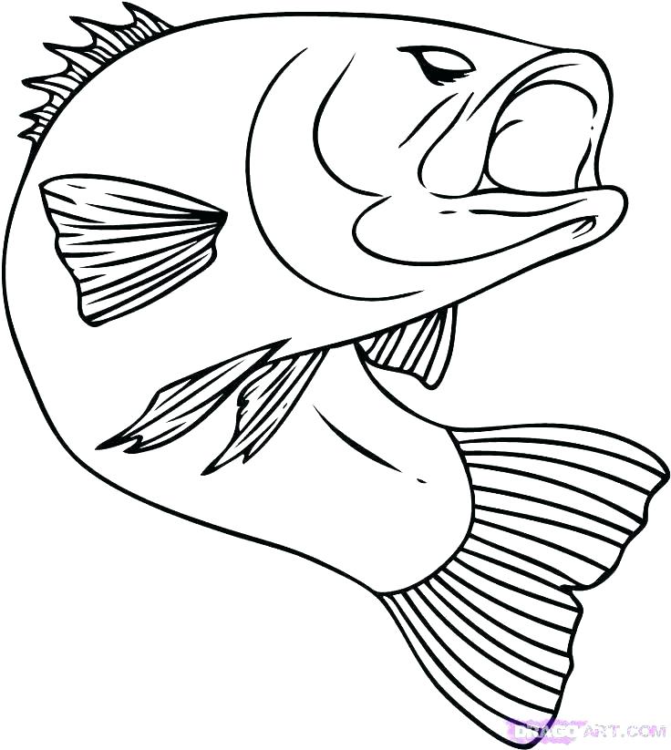 736x823 Drawings Of Fish Huge Collection Drawing Outline Download More - Fish Drawing Outline