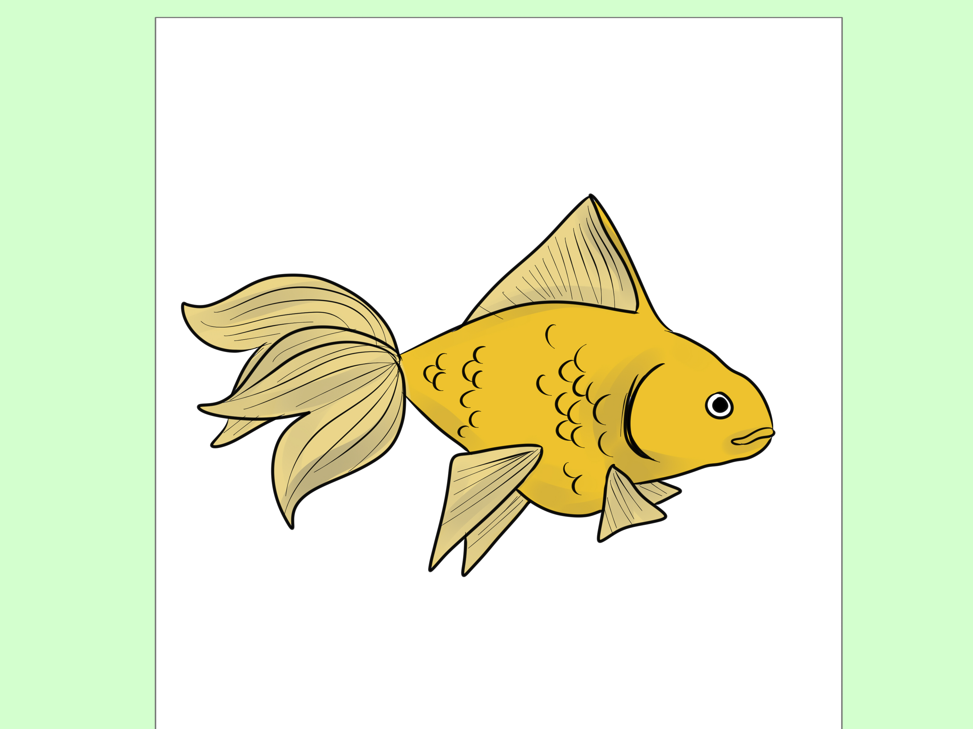 3200x2400 How To Draw Goldfish Steps - Fish Drawing Photos
